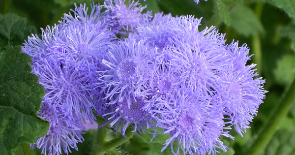 Ageratum