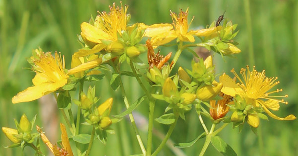 Bupleurum