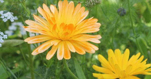 Chrysanthemum