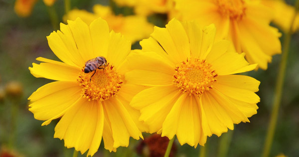 Coreopsis