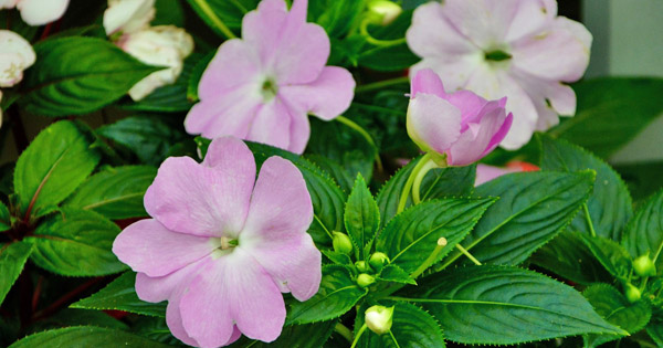 Impatiens