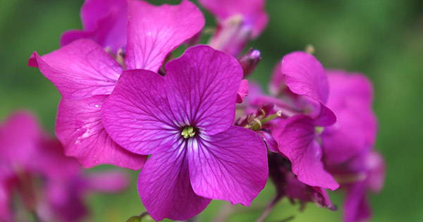 Lunaria