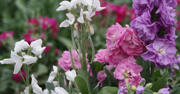 Matthiola