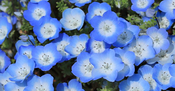 Nemophila