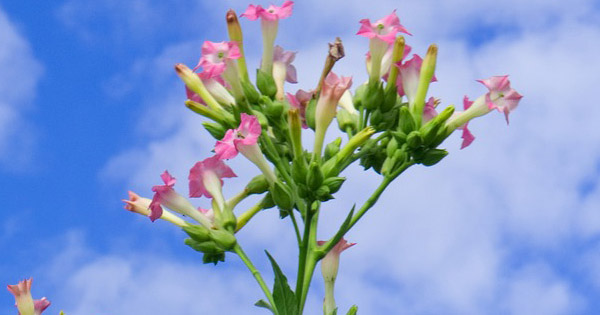 Nicotiana