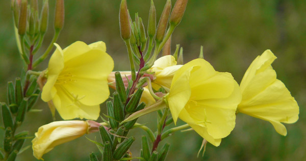 Oenothera