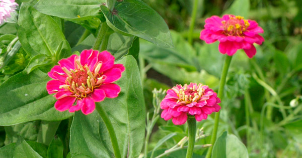 Zinnia