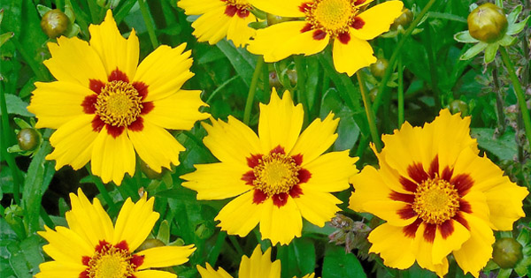 Coreopsis